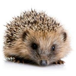 Hedgehog evening!
