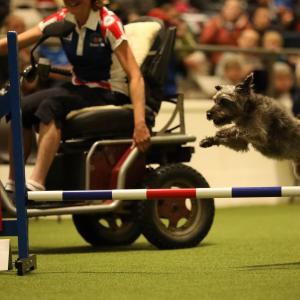 Dodger jumping with buggy
